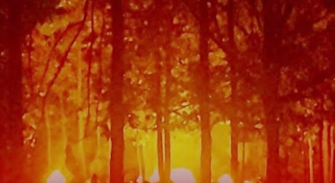 जशपुर की जंगलों में आग, बेसुध पड़ा है विभाग