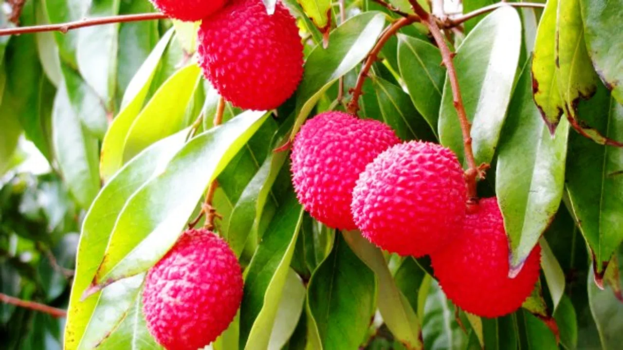 जशपुर लीची की मांग बढ़ी, किसानों में हर्ष का माहौल, कमा रहे हैं लाखों