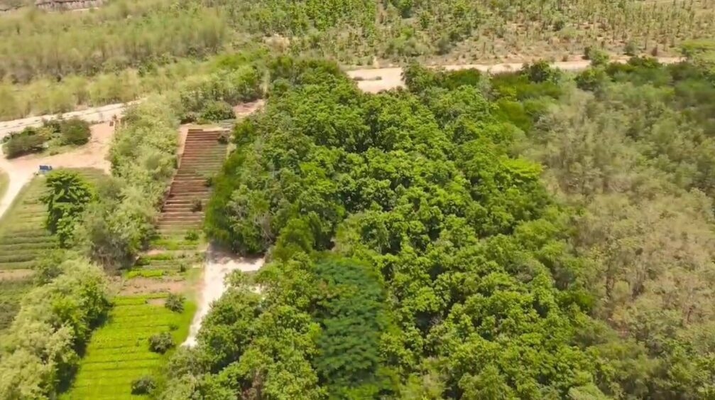 अदाणी इंटरप्राइजेज लिमिटेड के बागवानी विभाग ने साल के पौधों की नर्सरी तैयार करने में बड़ी सफलता हासिल की