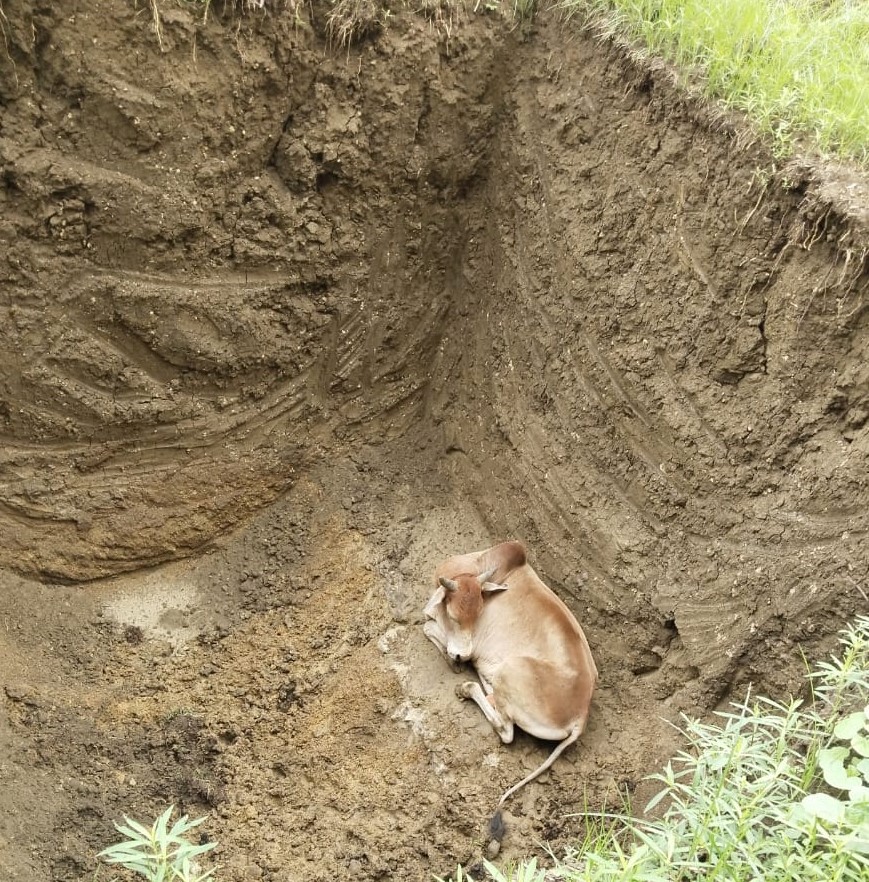 मैग्नेटो माॅल के समीप एक बड़े गड्ढे में अचानक गिरे मवेशी को सुरक्षित बाहर निकाला