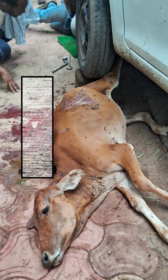 भिलाई में नशेड़ी कार चालक ने बछिया को 2 Km घसीटा, हुई दर्दनाक मौत, आरोपी गिरफ्तार