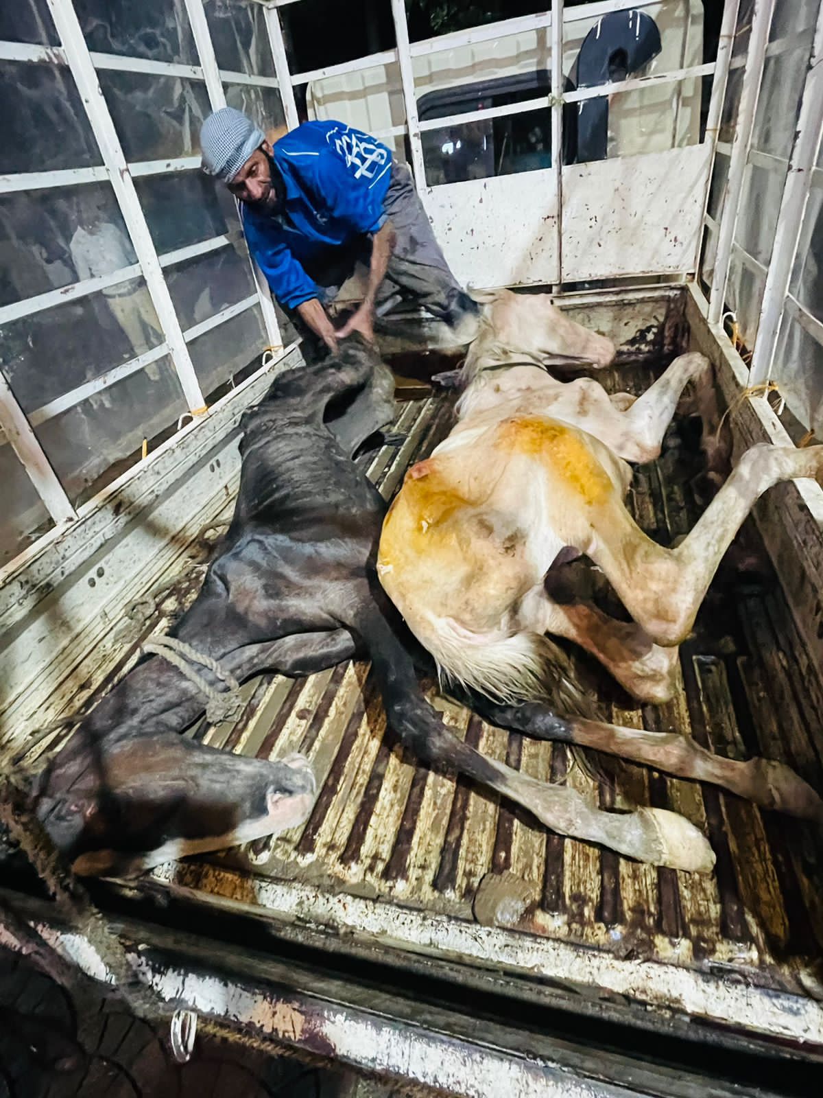 रायपुर के एक निवासी ने दो घोड़ों को भूखा रखकर मौत के घाट उतारा, PETA इंडिया की शिकायत के बाद मामला दर्ज़