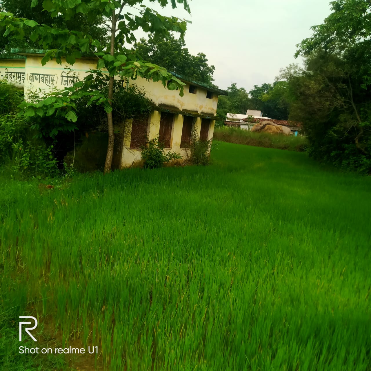 शासकीय भूमि पर  खेत बनाकर धान कि खेती कर रहा, ग्रामीणों ने कि कलेक्टर से शिकायत