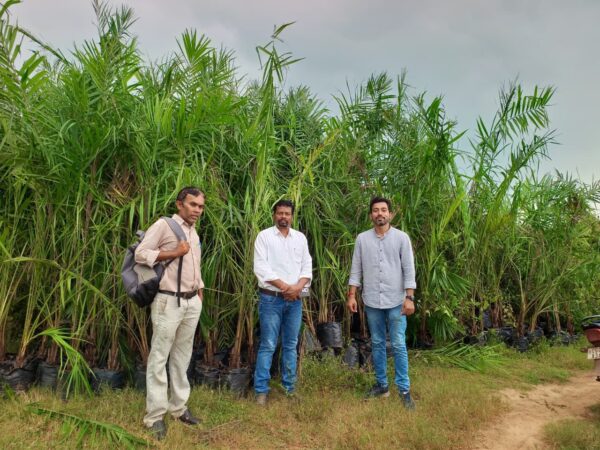 धमतरी में शुरू हुआ ऑयल पाम पौधारोपण अभियान