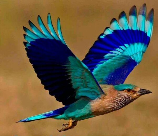 दशहरे पर नीलकंठ पक्षी  दर्शन शुभ