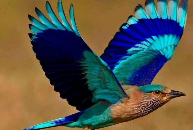 दशहरे पर नीलकंठ पक्षी  दर्शन शुभ