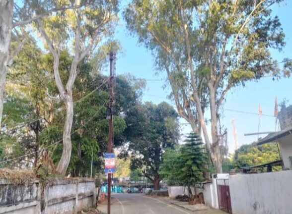 सड़क किनारे पेड़ों के डंगाल गिरने का बढ़ा खतरा, छंटाई न होने से दहशत में लोग