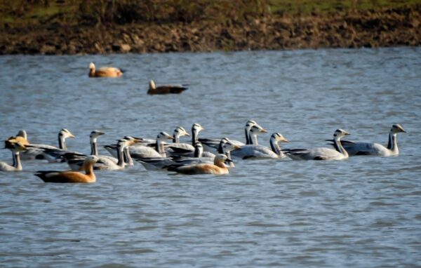 विदेशी प्रवासी पक्षियां माउंट एवरेस्ट से भी ऊँचीं  भरते हैं उड़ान