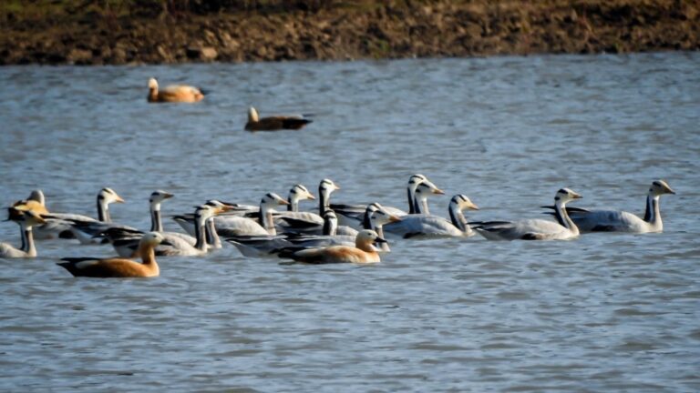 विदेशी प्रवासी पक्षियां माउंट एवरेस्ट से भी ऊँचीं  भरते हैं उड़ान