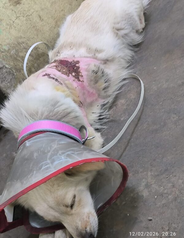 उबलते पानी से झुलसी कराह: रायपुर में दो पालतू कुत्तों पर क्रूरता, FIR दर्ज