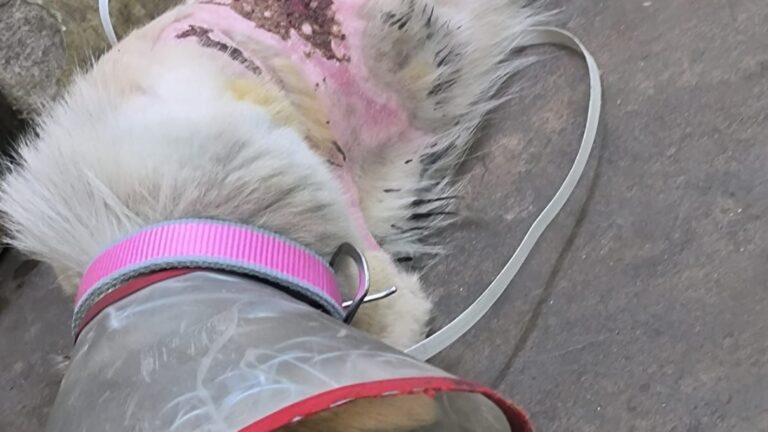 उबलते पानी से झुलसी कराह: रायपुर में दो पालतू कुत्तों पर क्रूरता, FIR दर्ज